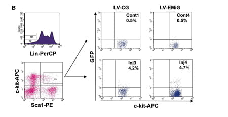 Transgene expressing cells in LSK subpopulation.